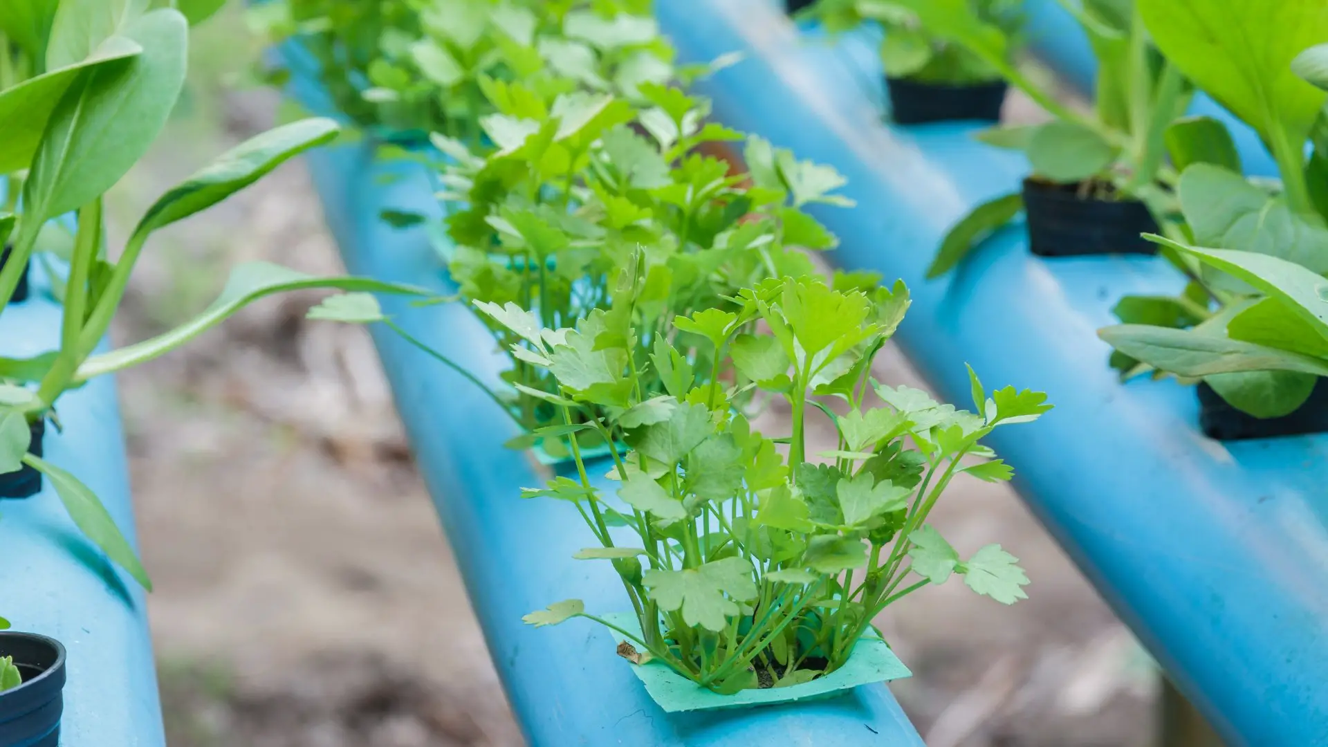% In this article, you will learn about the essential elements that must be monitored and managed when it comes to water quality in hydroponic systems.