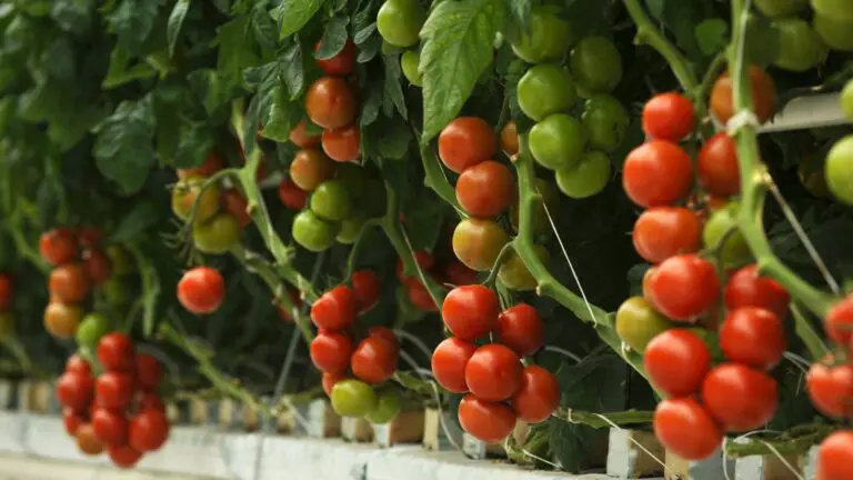 Why Your Hydroponic Tomatoes May Not Be Turning Red