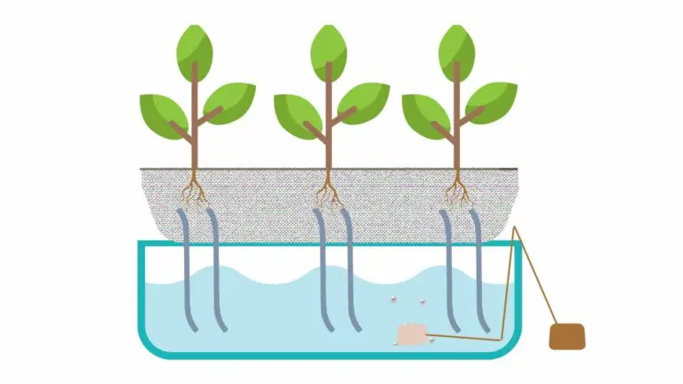 How to Setup Wick Hydroponics System With 8 Easy Steps?