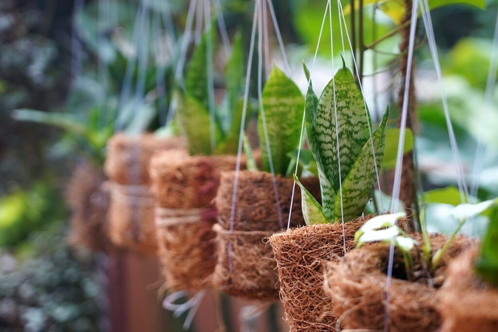 Potted Plants Hanging Outdoors using coco coir as growing medium improving aeration