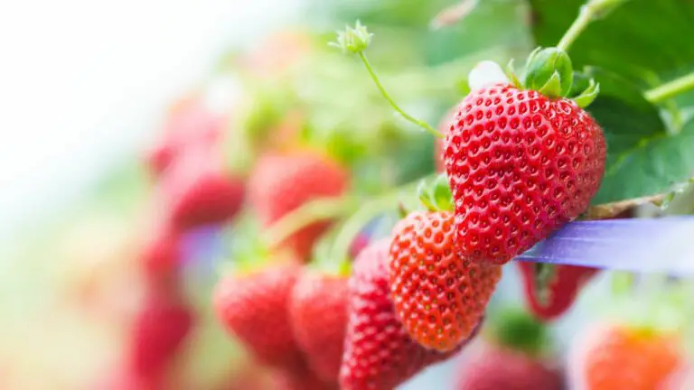 How to Grow High-Yield Hydroponic Strawberries with Coco Coir and Vertical Farming Systems
