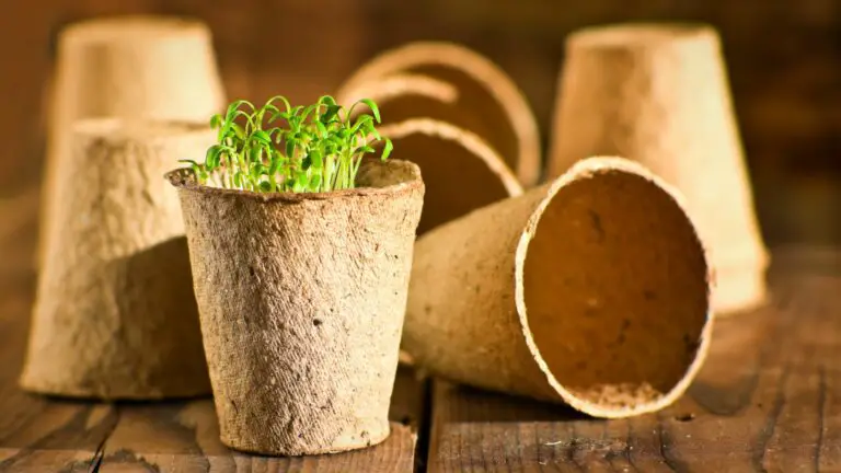 How to Recycle and Reuse Coco Peat in Hydroponic Gardens