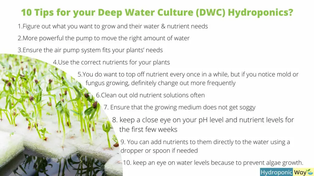 10 tips for your deep water culture dwc hydroponics