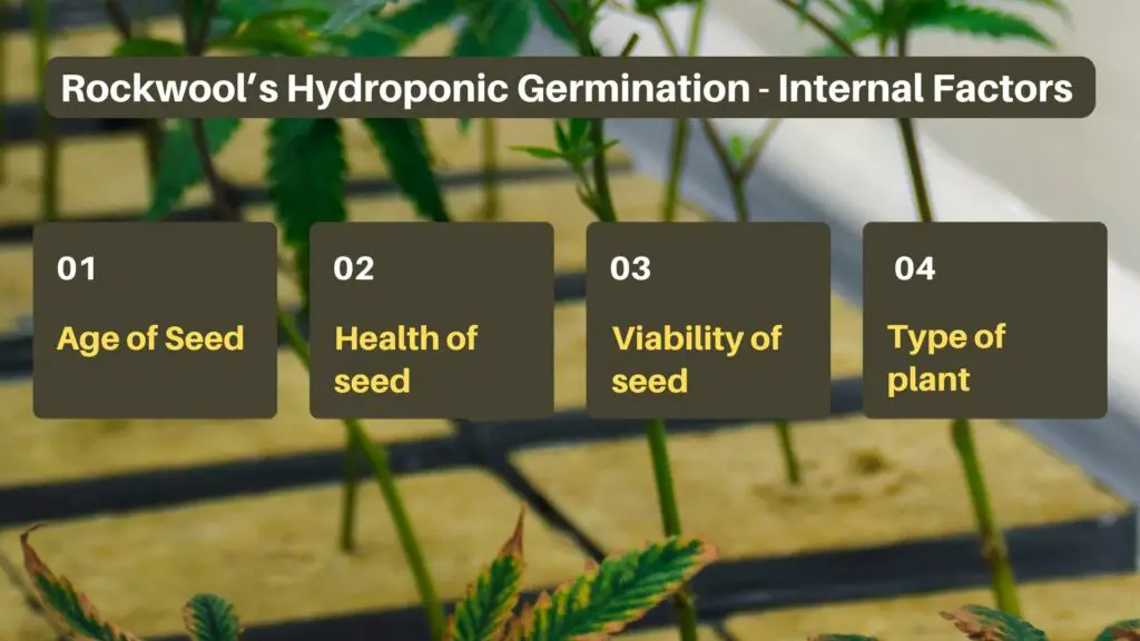 4 internal factors affecting rockwool hydroponic germination