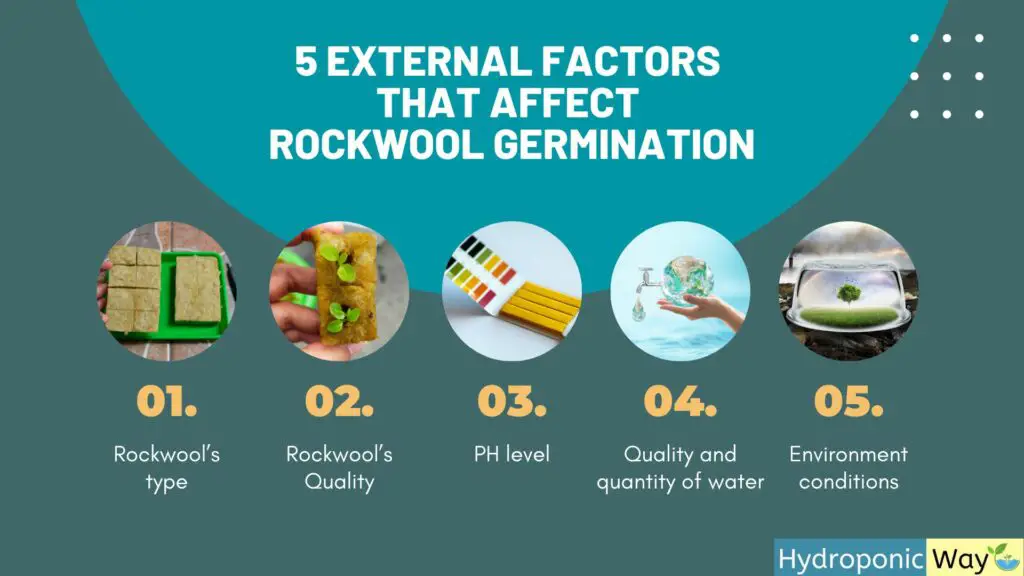5 external factors that affect rockwool germination