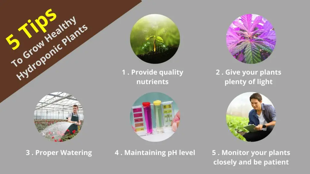 five tips on how to grow healthy plants
