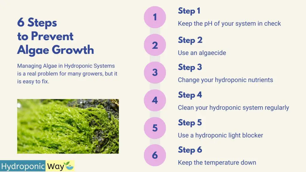 6 steps to prevent algae in hydroponics