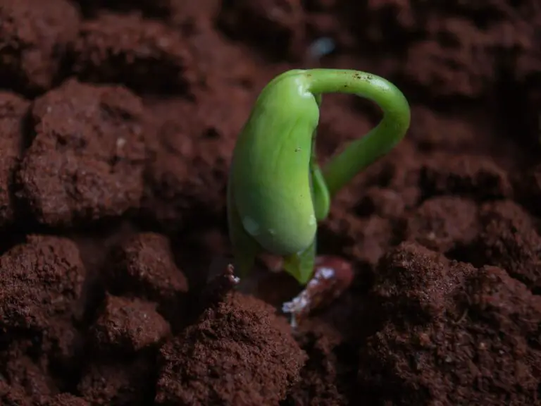 Lettuce seed germination on soil