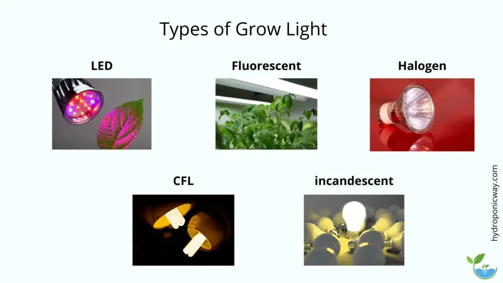 Choose the right grow light for your plants