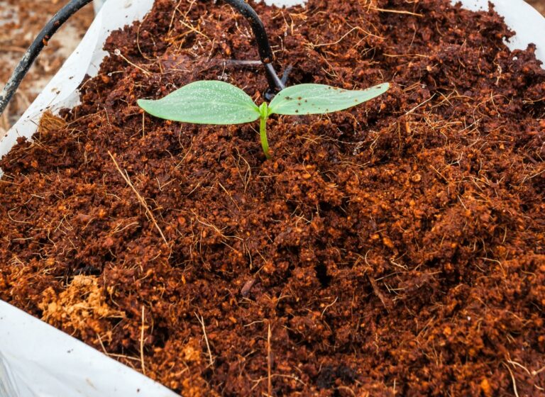 How to Use Coco Peat to Grow Plants and for Seed Germination?