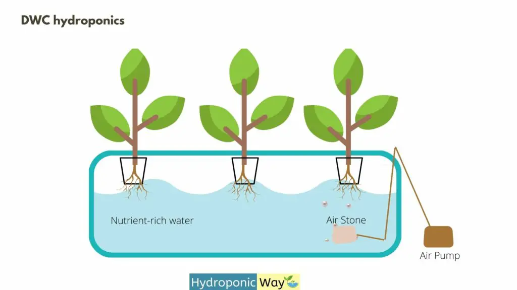 Illustration of DWC hydroponics