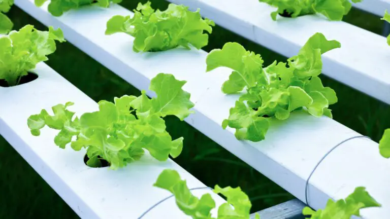 Why Hydroponic Farmers Are Obsessed With Lettuce?