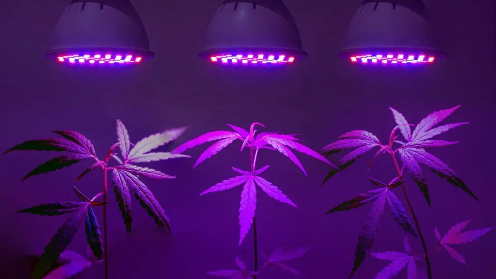grow lights for hydroponics