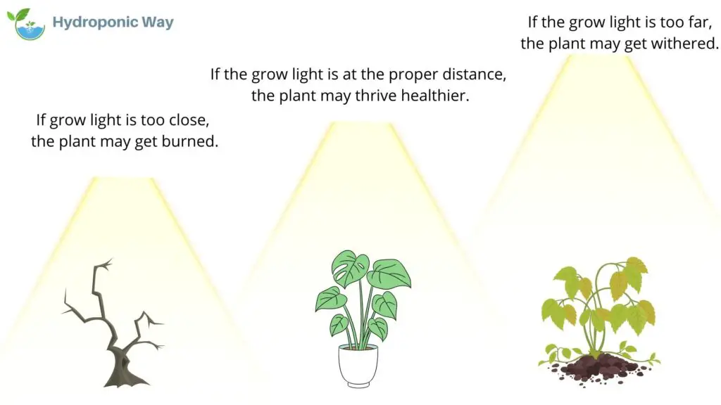how far a grow light should be kept from plant