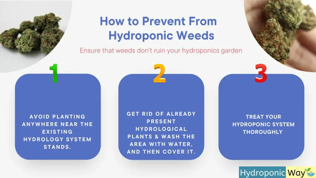 How to prevent from hydroponic weed