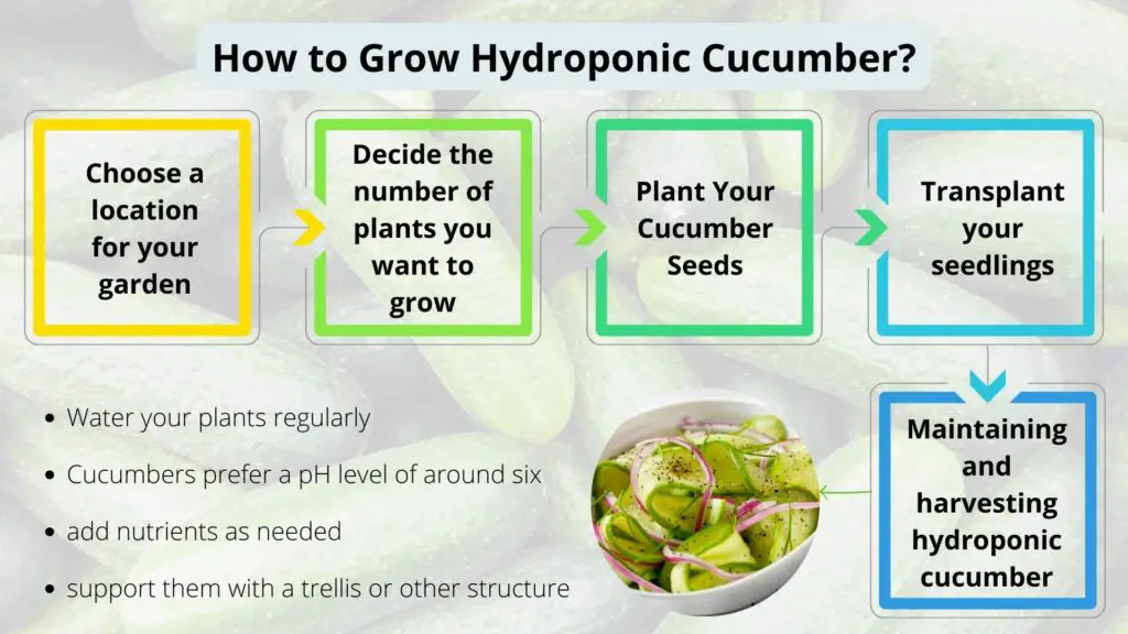 how to grow hydroponic cucumber
