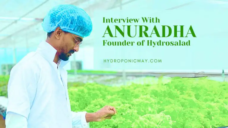 Insider Tips on Launching a Commercial Hydroponic Farm From Hydro Salad’s Founder.