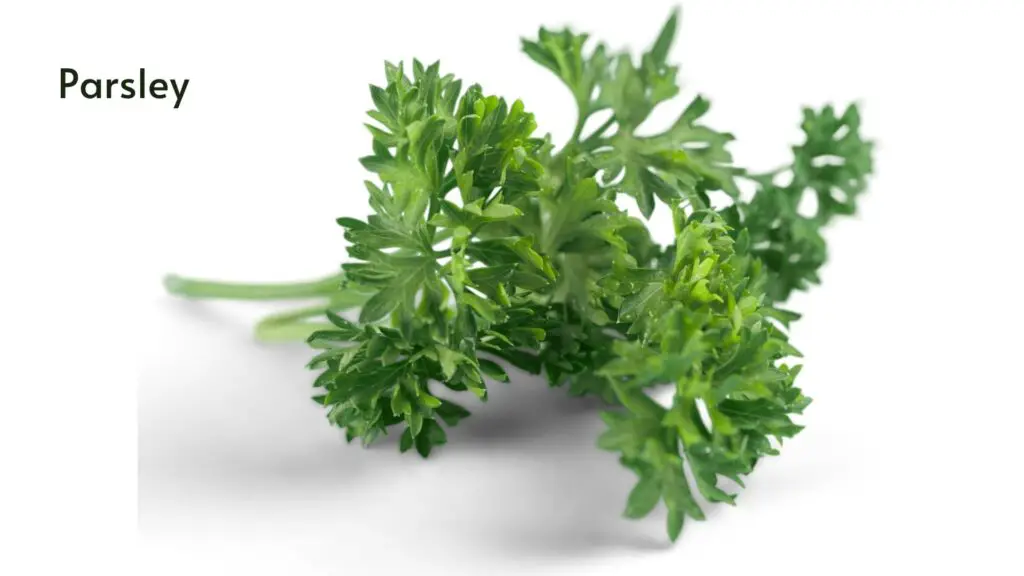 how to grow hydroponic parsley