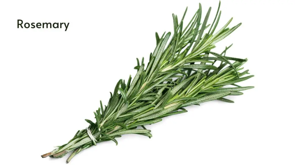 how to grow hydroponic rosemary