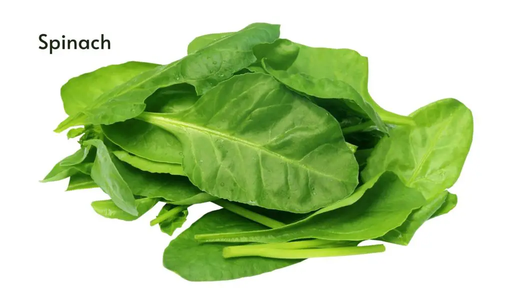 How to grow hydroponic spinach