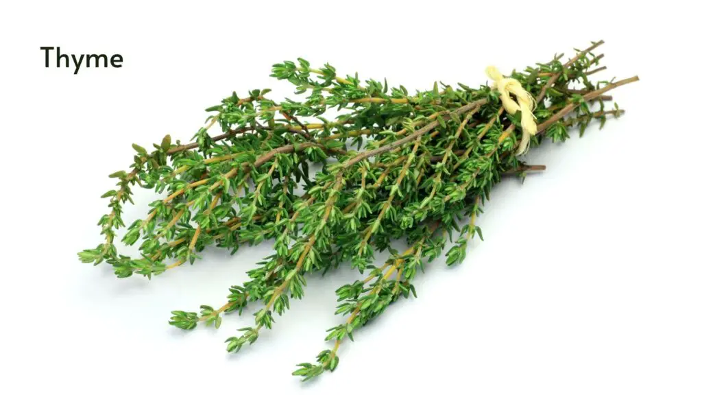 how to grow hydroponic thyme