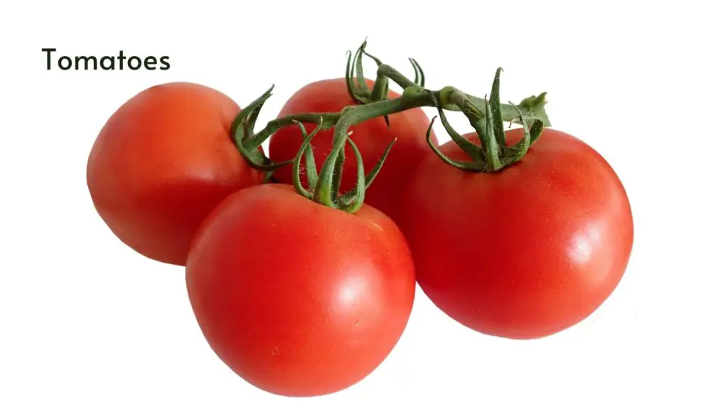 How to grow hydroponic tomatoes