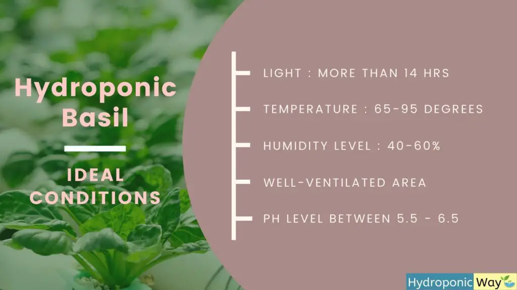 What are the ideal conditions to grow hydroponic basil