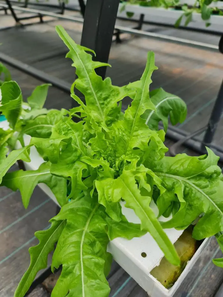 Lettuce in commercial hydroponics setup