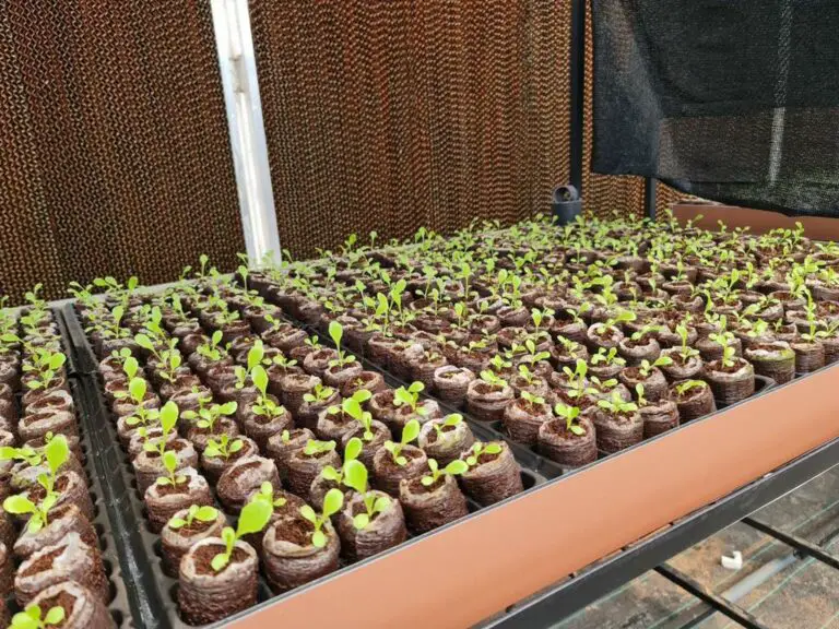 Seedlings growing in coco peat in a nursery with the help of cooling pad and shed tents. 