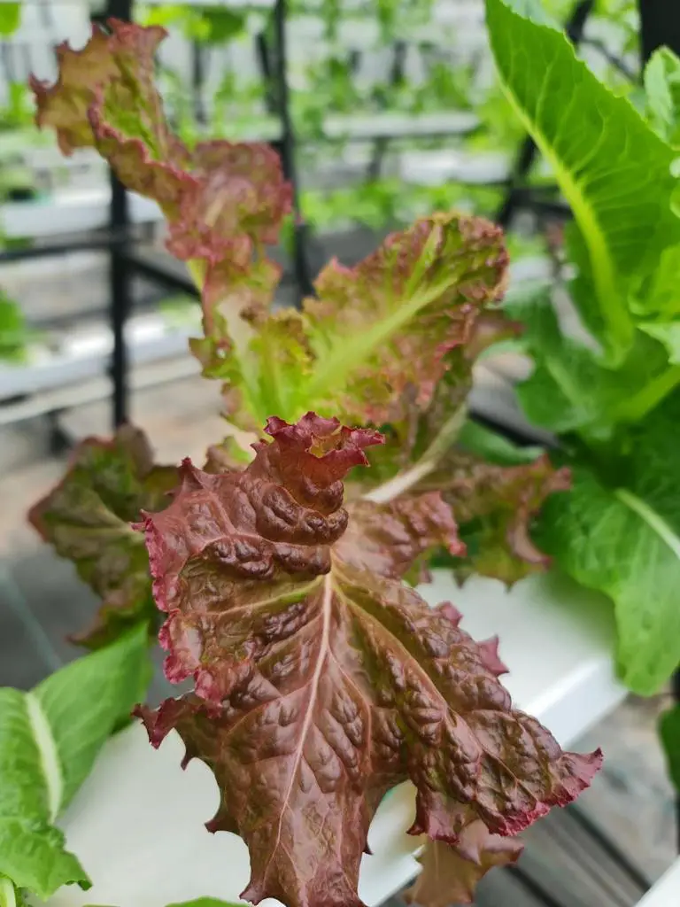 Lettuce in NFT hydroponic channel