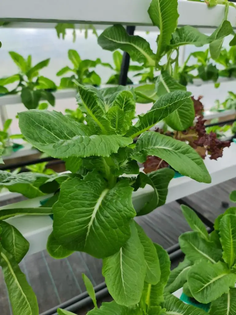 Lettuce growing in NFT hydroponics channel