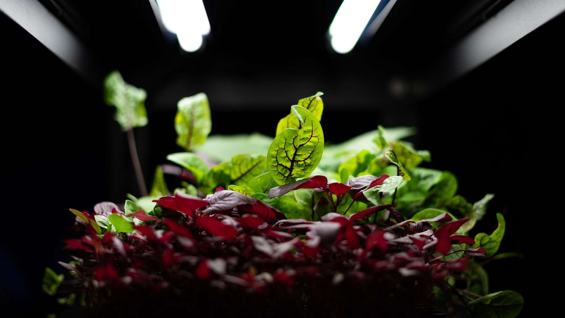 An image showing Kale growing in a hydroponic system under low light conditions with the help of grow lights. The grow lights are placed very close to the plant.