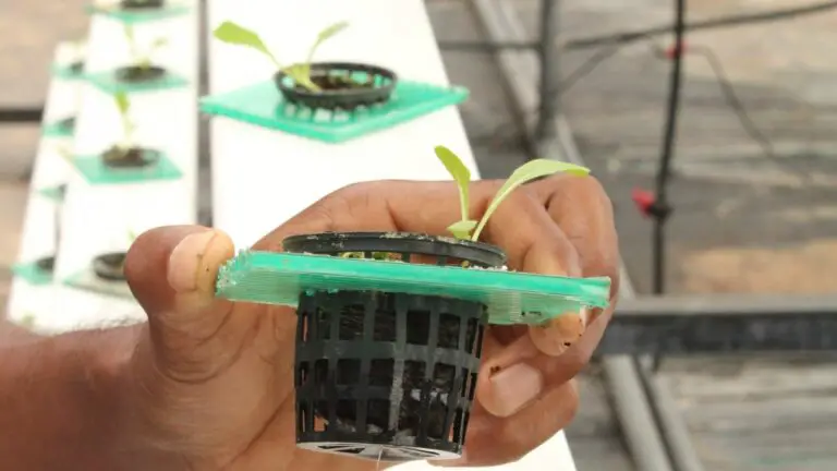 Lettuce sprouts in netcups in an NFT system in Hydrosalad, a hydroponic startup.