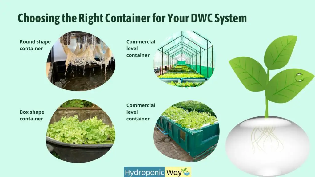 Choosing the Right Container for Your DWC System