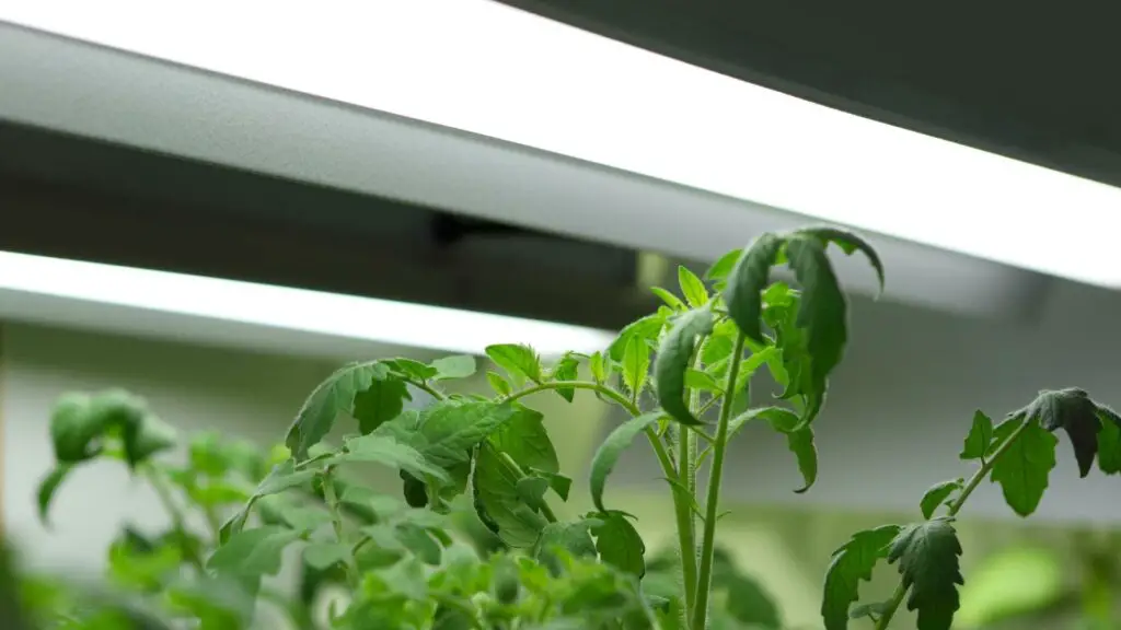 Fluorescent tube for hydroponics