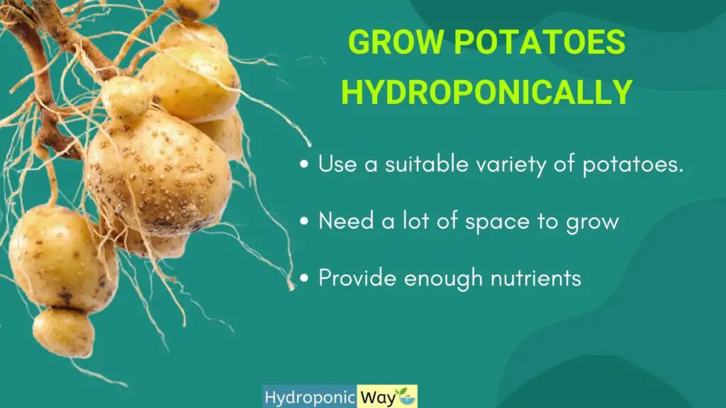 Grow potatoes hydroponically