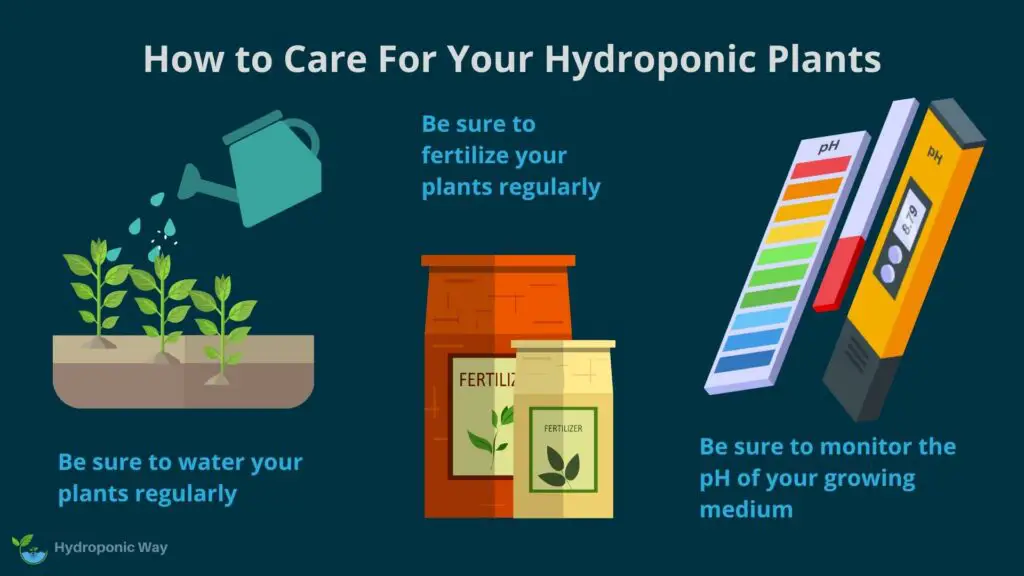 How to care hydroponic plants
