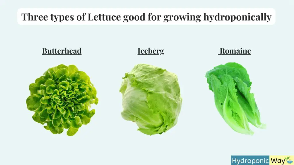 Three types of hydroponic lettuce