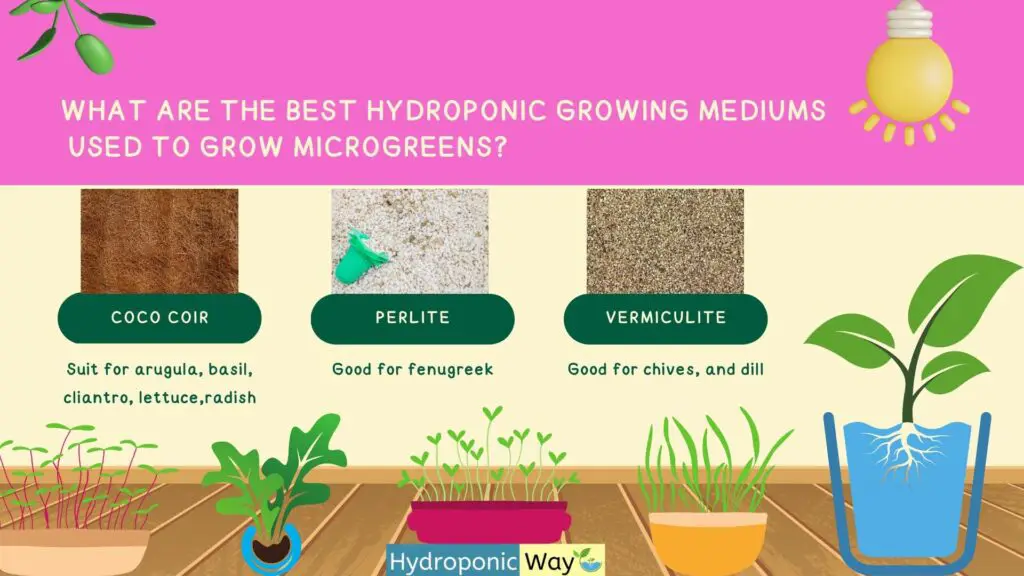 What Are the Best Hydroponic Growing Mediums Used to Grow Microgreens