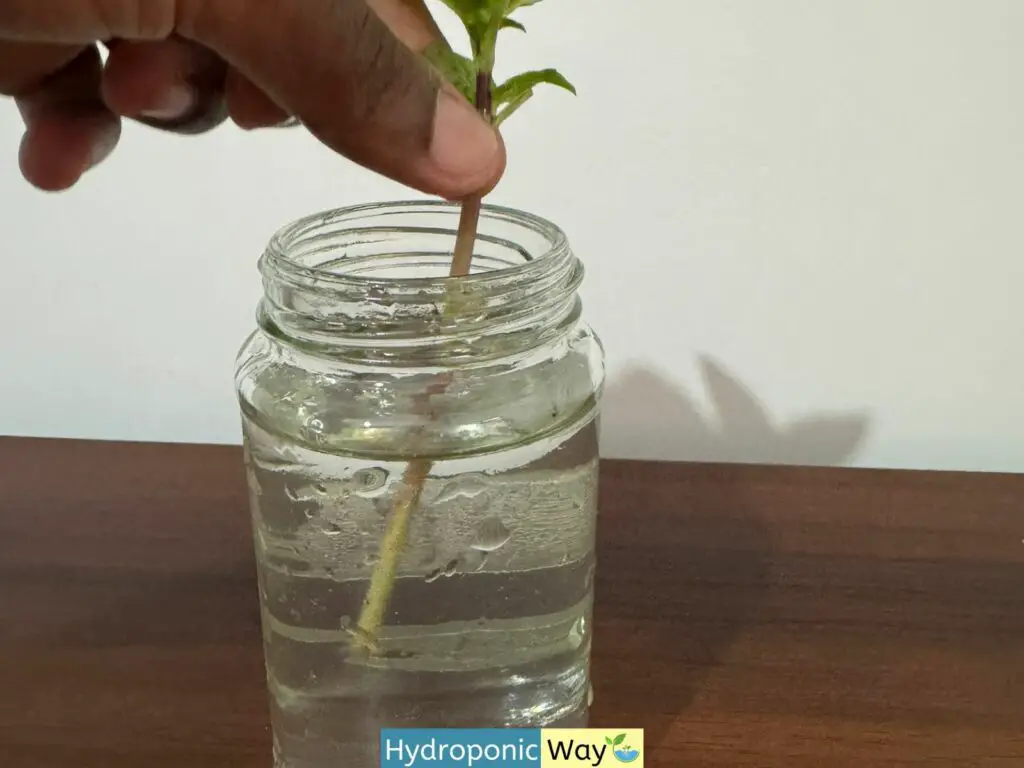 Placing basil cutting in a jar of water to propagate.