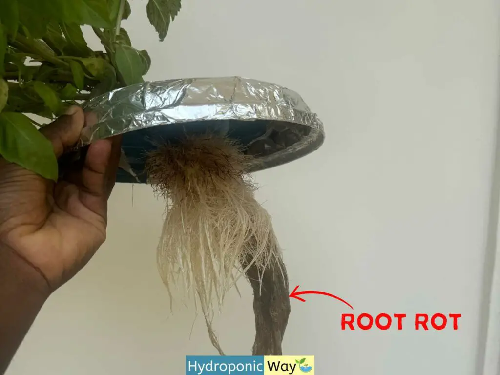 Root Rot in basil grown in the Kratky method. 