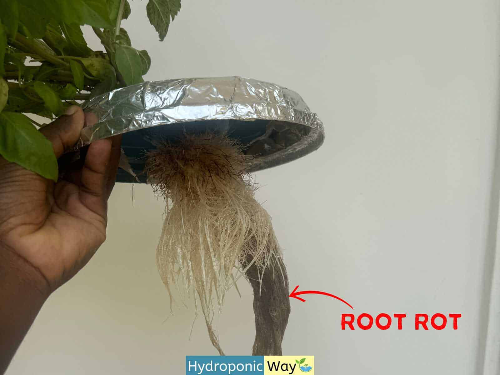 Root Rot in hydroponic basil