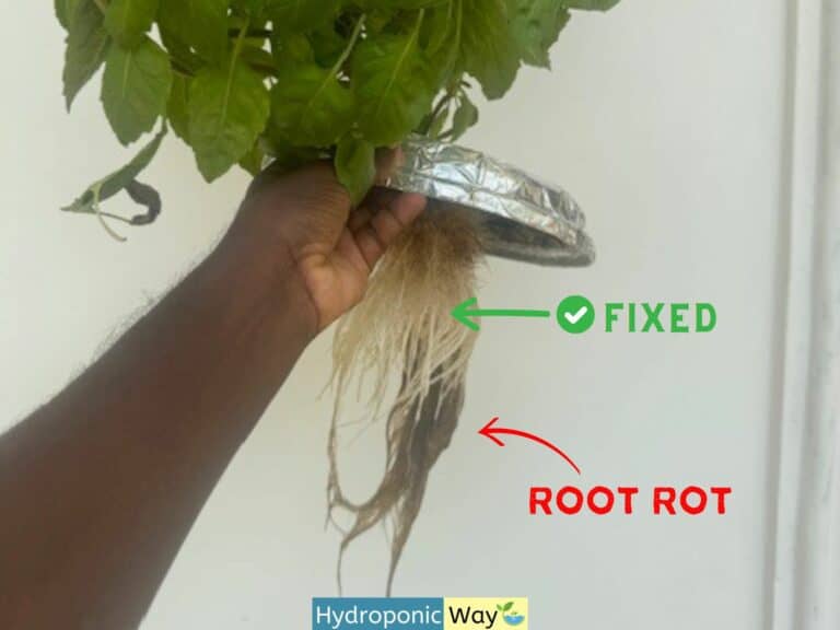 Fixing Root Rot in Hydroponic Basil