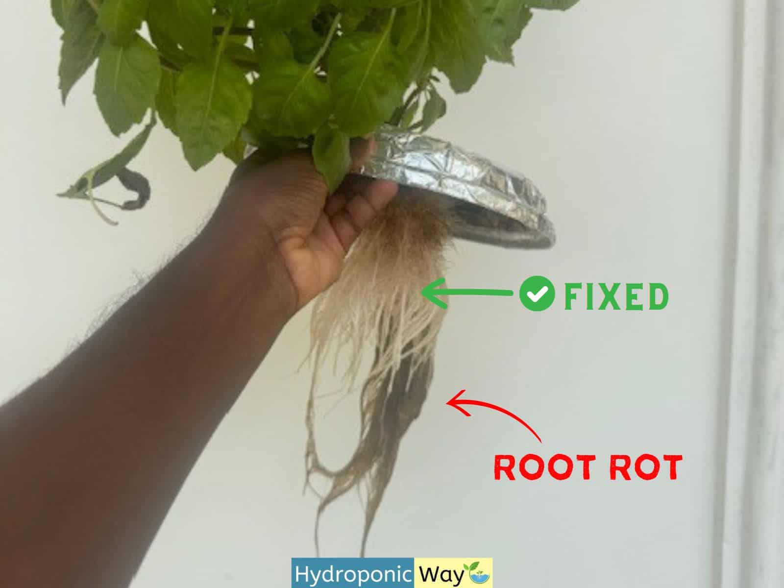 Root rot fixed in hydroponic basil