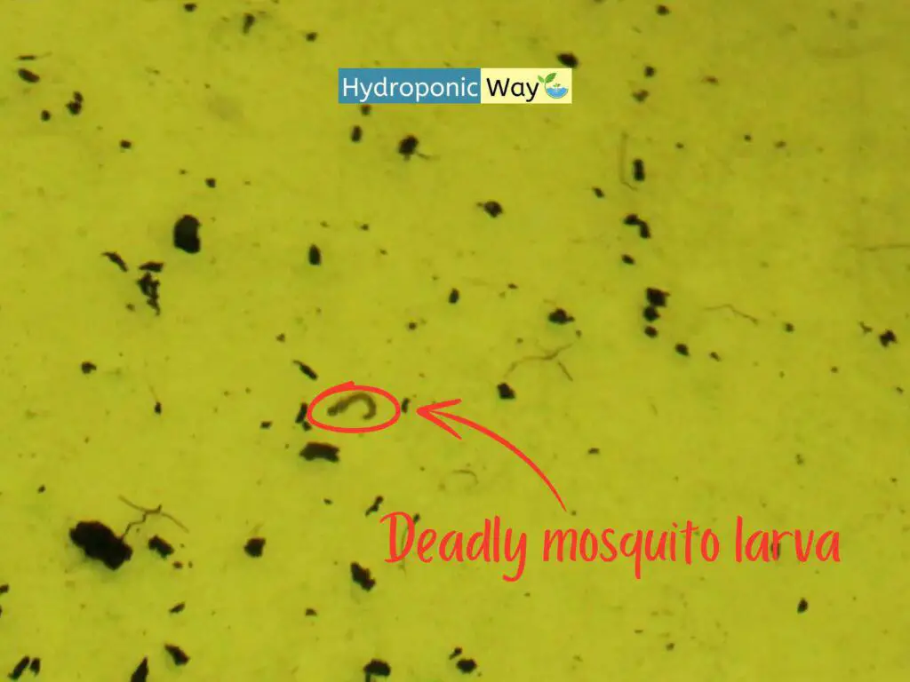 Deadly mosquito larva