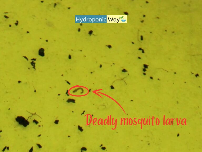 How to Prevent mosquitoes in Hydroponic Systems