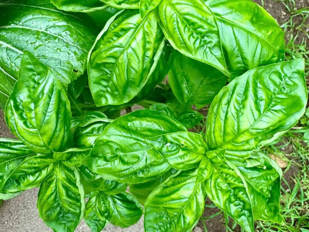 Discoloration and leaf curling in basil not meeting it's nutrient requirements. 