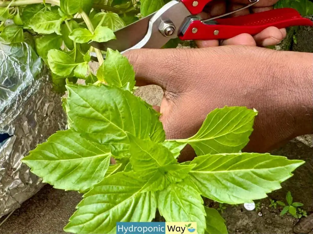 How to prune basil with pruning scissors