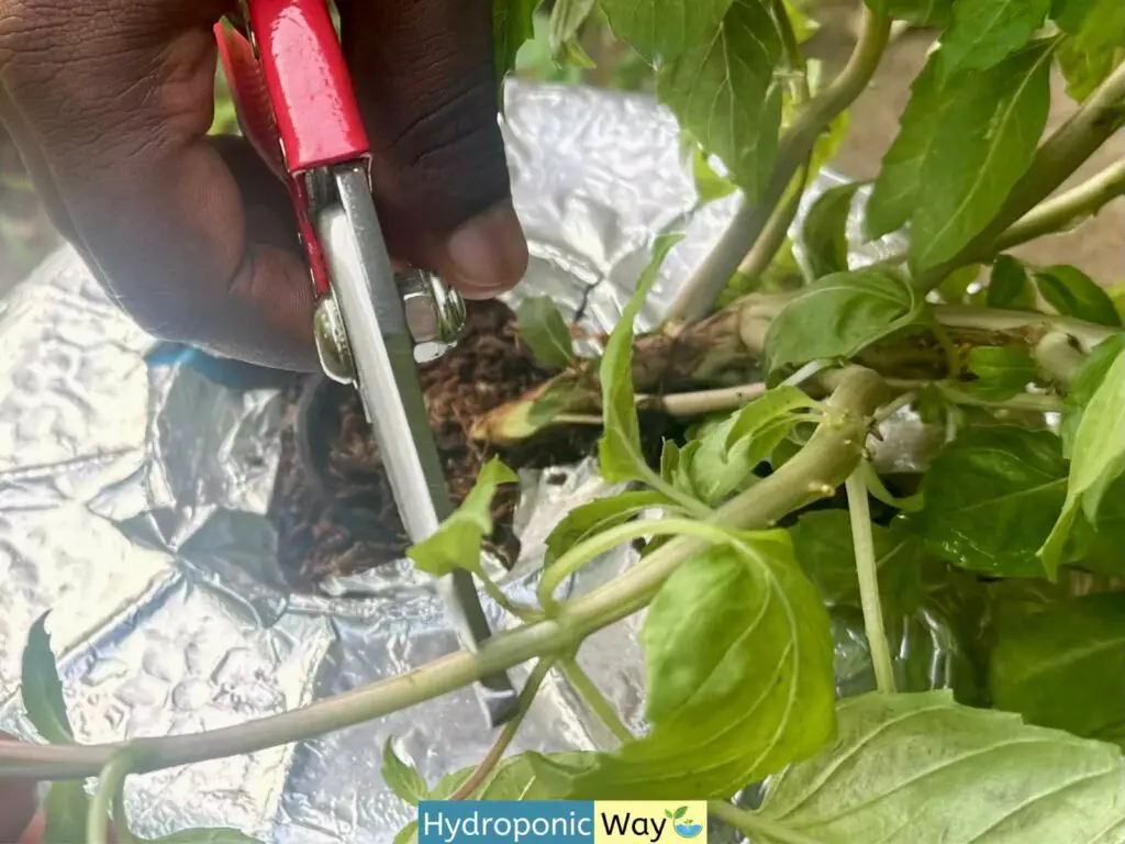 Pruning basil leaving two sets of leaves and stems