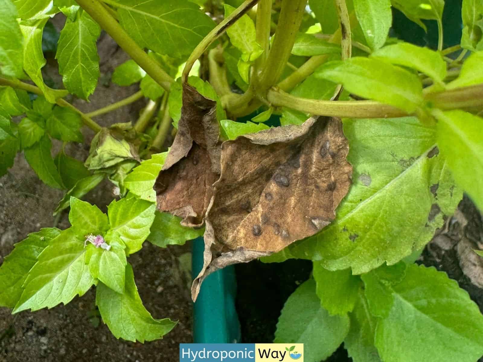 Basil leaves died because of downy mildew